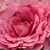 Rózsaszín - Virágágyi floribunda rózsa - Csíkszereda